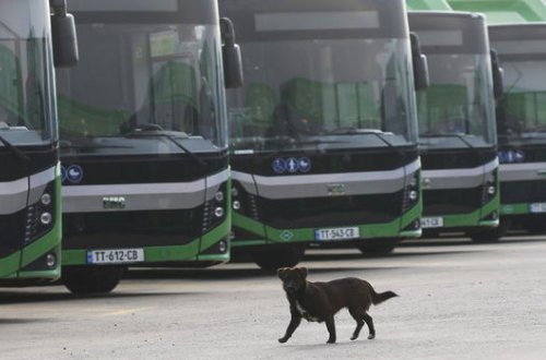 Gürcüstanda koronavirusla bağlı qəbul edilmiş məhdudiyyət aradan qaldırıldı