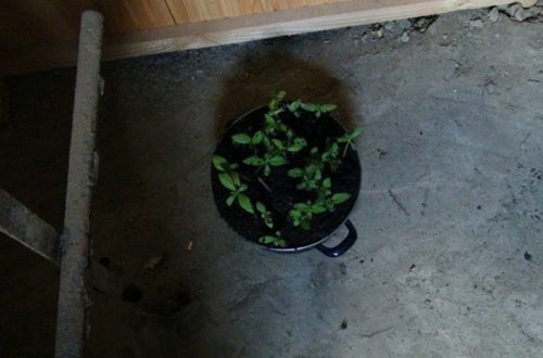 Keçmiş məhkumun həyətində çətənə kolu aşkar edilib