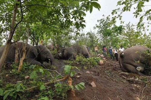 İldırım vurması 18 fili məhv etdi - FOTO/VİDEO