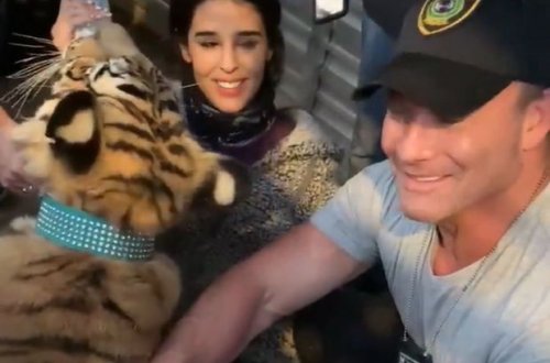 Hyuston polisi şəhərdə sərgərdan gəzən pələngi bir həftə sonra tuta biliblər - VİDEO