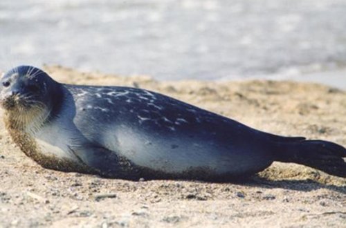 Dağıstanda yenidən ölü Xəzər suitisi tapıldı - VİDEO