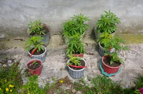 Sabirabadda narkotik becərən şəxs saxlanılıb