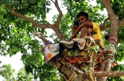 Məcburiyyətdən on bir gün ağacda yaşadı