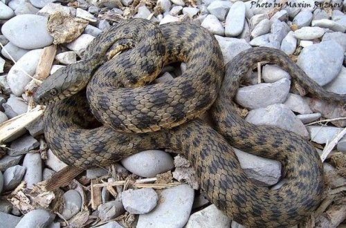 Masallıda çiyələk yığan qadını ilan sancdı