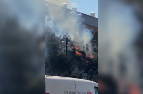 В Баку горят деревья - ВИДЕО