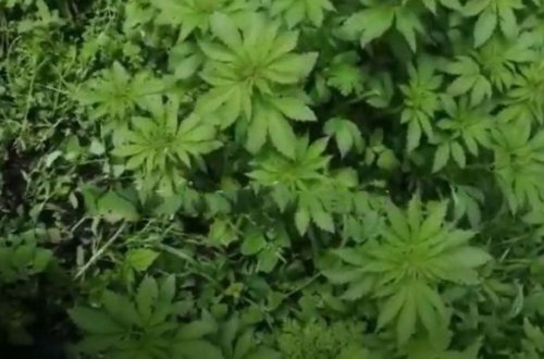 Kəlbəcərdə ermənilərin saldığı narkotik plantasiyası aşkarlanıb - VİDEO