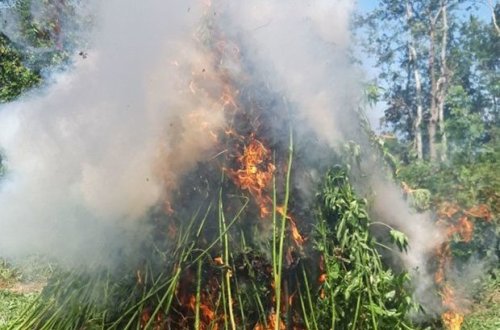 Обнаружена наркотическая плантация: уничтожено 11 000 кустов конопли - ФОТО