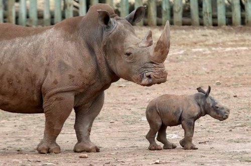 В американском зоопарке живет носорог-пианист - ВИДЕО