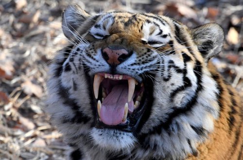 Pələng zoopark işçisini PARÇALADI - FOTO