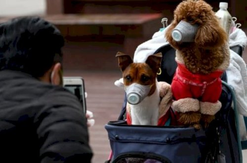 Bircə bu çatmırdı: İtlərdən insana keçən yeni koronavirus aşkarlandı