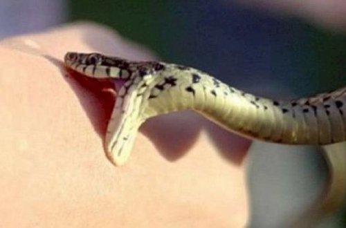 Bakı kəndlərində üç uşağı ilan sancıb - RƏSMİ