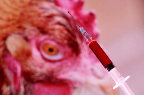 Nyukasl xəstəliyi yayıldı - Azərbaycan QADAĞA qoydu