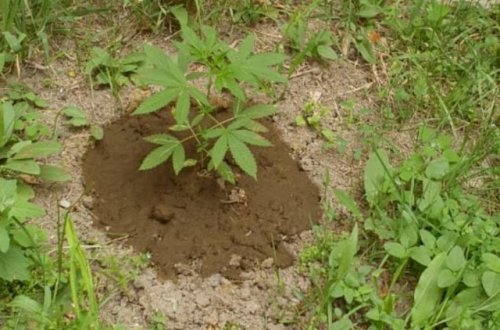 Saatlıda narkotik becərən şəxs yaxalandı - FOTO