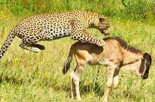 Bu video rekord baxış topladı - Anbaan görüntülər