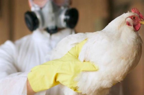 Южная Корея объявила об окончании вспышки птичьего гриппа