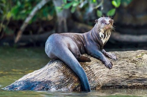 Nəsli kəsildiyi düşünülən su samurlarının nümayəndələri tapılıb - FOTO/VİDEO