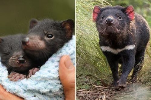 В Австралии впервые за три тысячи лет родились тасманийские дьяволы
