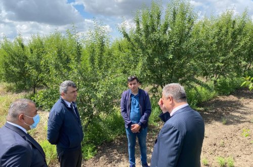 Nazir İnam Kərimov Şamaxı və Ağsuda - FOTOLAR