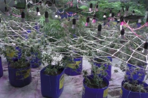 Balakəndə narkotik vasitələrin emal edildiyi laboratoriya aşkarlandı - Fotolar