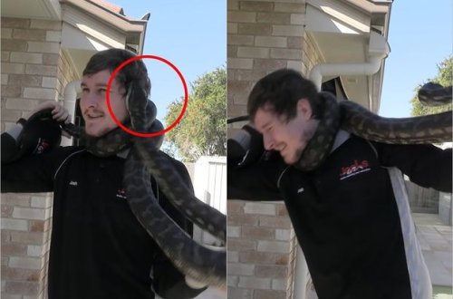 Lovğalığı başına bəla oldu: Piton gicgahından dişlədi - VİDEO