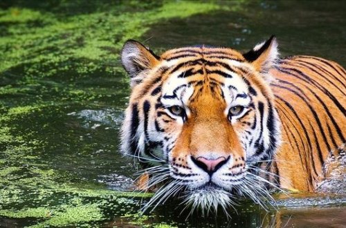 Серийный убийца бенгальских тигров арестован в Бангладеш