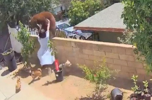 Dünyanın ən cəsur qadını - Ayını yumruqlayıb yıxdı - VİDEO