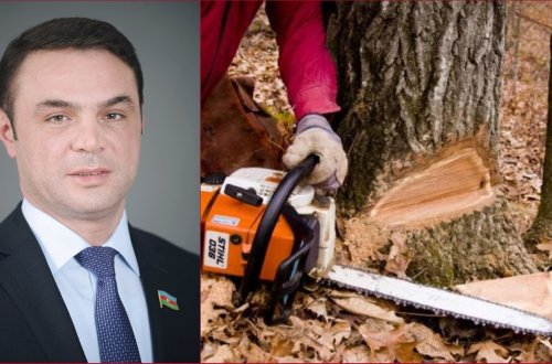 Deputat Eldəniz Səlimovun atasına məxsus ərazidə meşə zolağı məhv edilir - VİDEO