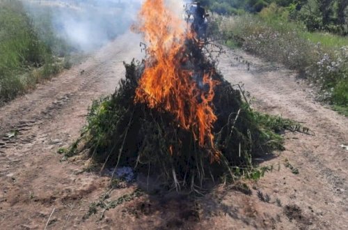 İşğaldan azad edilən ərazidə narkotik aşkarlandı