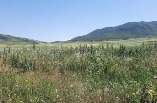 В освобожденных от оккупации селах обнаружено 1 550 кустов конопли - ФОТО