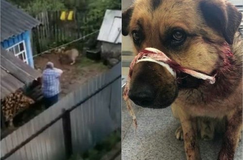 Zəncirdə olan itin başına 15 dəfə atəş açdı - FOTO/VİDEO