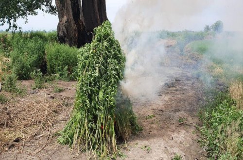 Ağdaşda 1 tona yaxın çətənə bitkisi məhv edilib