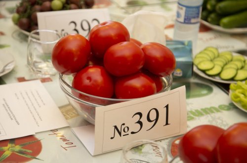 Yeni tərəvəz və kartof sortlarının dequstasiyası keçirilib