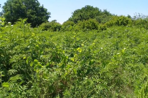 Ağdamın işğaldan azad edilmiş kəndində narkotik tərkibli bitkilər aşkar edilib - FOTO