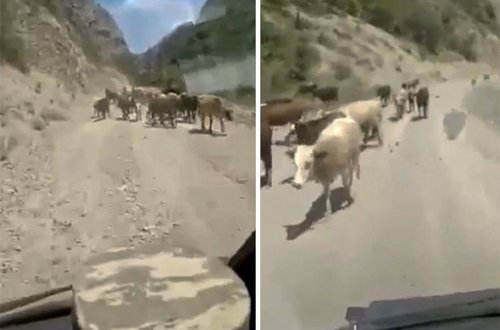 Azərbaycanlı fermerlər mal-qarasını Kəlbəcərdəki yaylağa aparır - VİDEO