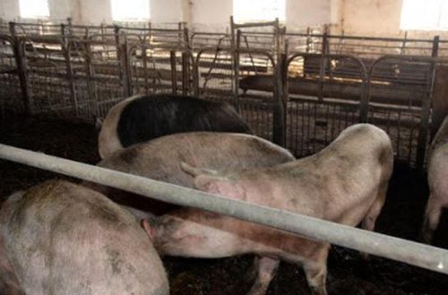 Göygöldə yaradılan donuz ferması sakinləri narahat edir - VİDEO