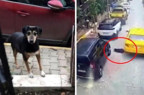 Dəhşət saçan kadrlar - Sürücünün rəzilliyi hər kəsi qəzəbləndirdi - VİDEO