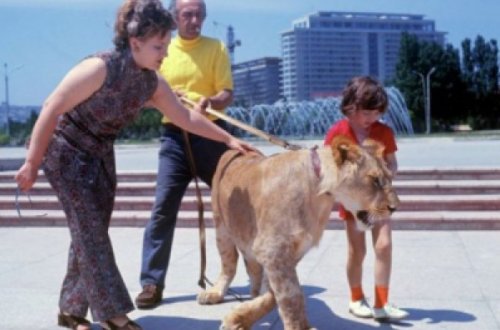 Yatağını şirlə bölüşən azərbaycanlı ailə: heyvan qadını ərinə qısqandı, 14 yaşlı oğlunu parçaladı, özünü şikəst elədi