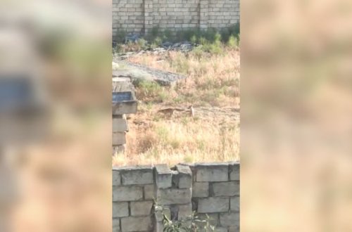 Abşeronda tülkülər peyda olub - VİDEO