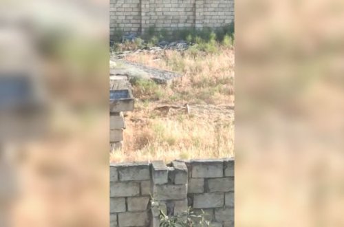 В Абшеронском районе лисы нападают на детей - ВИДЕО