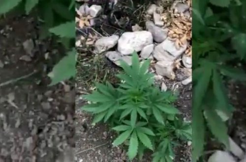 Задержаны подозреваемые в культивации конопли - ФОТО/ВИДЕО