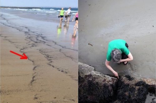 Çimərlikdə elmə məlum olmayan milyonlarla böcək peyda oldu - FOTO