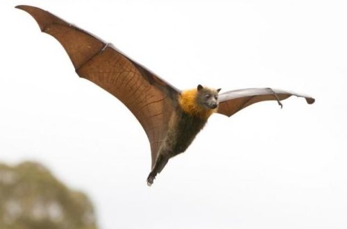 Çin alimləri yarasalarda 24 yeni koronavirus növü aşkar ediblər