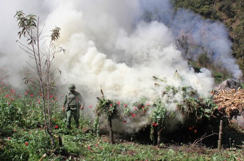 Tovuzda yabanı halda bitən 1 tona yaxın narkotik məhv edilib