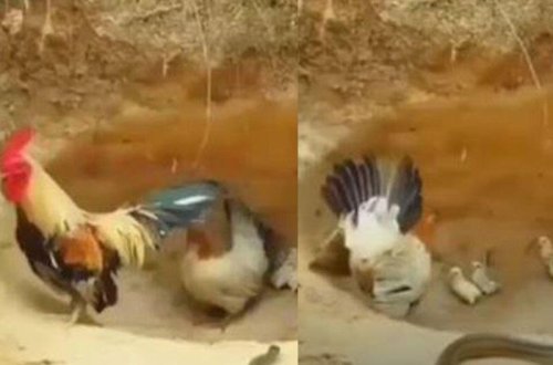 Ata qorxudan qaçdı, ana isə balasını qorumaq üçün həyatını təhlükəyə atdı - VİDEO