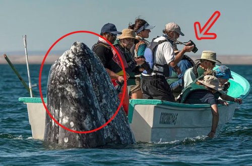 Ekskursiyada məzəli an: Balinanı qarşıda gözləyirdilər, amma… - VİDEO