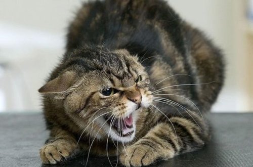 Из-за бешеного кота в Киевской области закрыли на карантин 11 сел