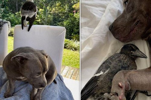 Sağsağan onu bəsləyən it kimi hürməyə başladı - VİDEO