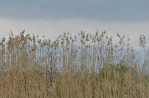 Ermənistanın ekoloji terroru Qarabağın səhralaşmasına səbəb olub - RƏSMİ