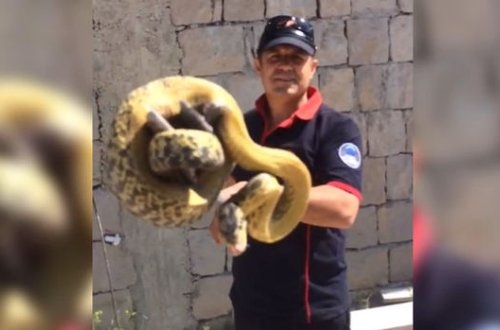 Evin divar boşluğundan üç metr uzunluğunda ilan çıxarıldı - VİDEO