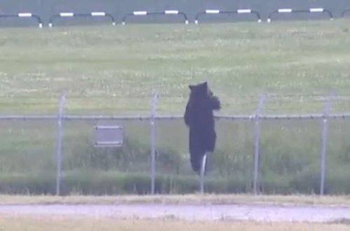 Медведь напал на четырех человек и проник на военную авиабазу в Японии - ВИДЕО